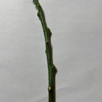 Wampee Guy Sam Scionwood wrapped for grafting