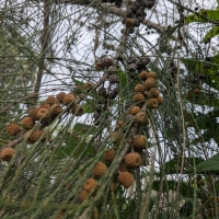 Branches loaded with cones and needle like leaflets on a Casuarina