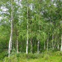 Silver birch compliments of mooseys country garden