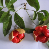 Small+leaf+tamarind