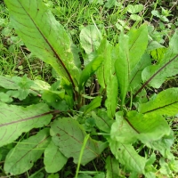 Sorrel red vein