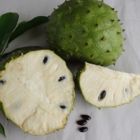 Soursop - fruit By DaleysFruit.com.au [All Rights Reserved]