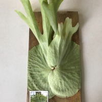 Staghorn Fern (30cm) For Sale (Large)