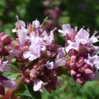 sweet marjoram compliments of gardening secrets
