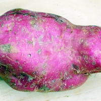 Kumara Sweet Potato By Donovan Govan. [GFDL (http://www.gnu.org/copyleft/fdl.html) or CC-BY-SA-3.0 (http://creativecommons.org/licenses/by-sa/3.0/)], via Wikimedia Commons