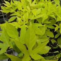 Vibrant green leaves on our ornamental sweet potato 