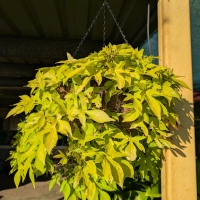 A hanging basket in our retail store full of Ornamental Green Sweet Potato