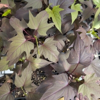 Fresh Green tips against mature purple leaves on striking ornamental sweet potato