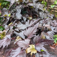 Large dark leaves of prolific Purple Sweet Potato