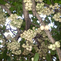 Coolamon fruit compliments of wikipedia