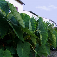 Tahitian spinach