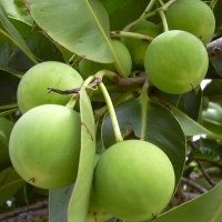 Calophyllum inophyllum (fruits). Location: Oahu, Kualoa Park By Forest & Kim Starr [CC BY 3.0 <https://creativecommons.org/licenses/by/3.0>]