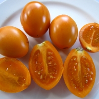 Tamarillo - Orange By DaleysFruit.com.au [All Rights Reserved]