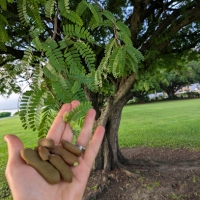 Handful of tamarind pods held against mature foliage of street tree in Cairns