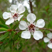 Manuka Leptospermum scoparium complimaents of wikipedia