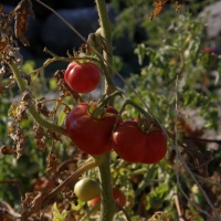 The well known Santorini's cherry tomatoes. By Klearchos Kapoutsis from Santorini, Greece (Santorini's Cherry TomatoesUploaded by Yarl) [CC BY 2.0 (https://creativecommons.org/licenses/by/2.0)], via Wikimedia Commons