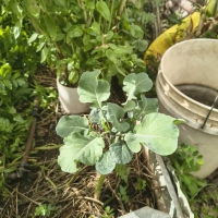 Young Tree Collard cutting shooting in garden bed