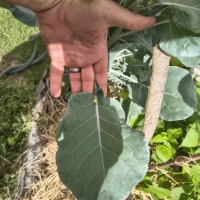 Tree Collard showing leaft size against the hand By Paul [All Rights Reserved,Used By Permission]
