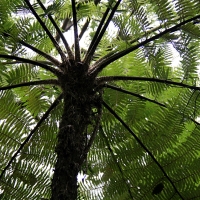 Tree Fern Cyathea cooperi Compliments of the lost world nursery