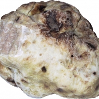 White Truffle