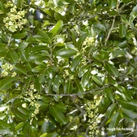 Tuckeroo Small Leaved Cupaniopsis pavaifolia