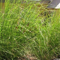 Vitiver Grass