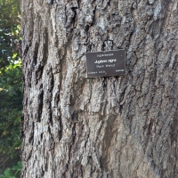ID tag against mature bark in Adelaide Botanic Gardens