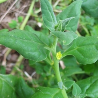 Flowering Warrigal Greens or native spinach