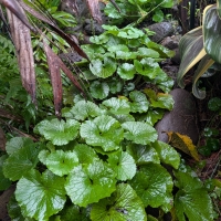Wasabi running wild in our retail display garden