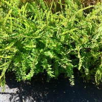 Waterfall plants in 90mm pots By DaleysFruit.com.au [All Rights Reserved]