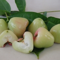 White Wax Jambu By DaleysFruit.com.au [All Rights Reserved]