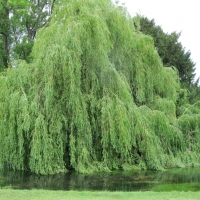 Weeping Willow