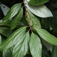 Neolitsea dealbata compliments of brisrain