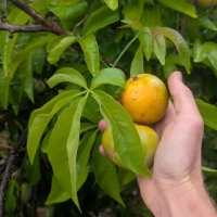 Beautiful Yellow orange colouring on ripe Chris White Sapotes held against pale green fresh leaves.