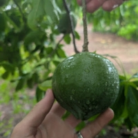 Large unripe Golden Globe sapote hanging from tree