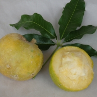 White Sapote - Golden Globe