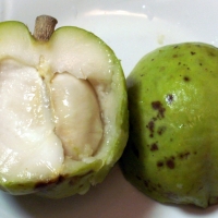 White Sapote cut open