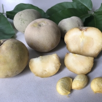 Kampong White Sapote By DaleysFruit.com.au [All Rights Reserved]