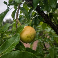 Ortega Sapote fruit slowly ripening in Adelaide 