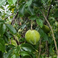 Pike White Sapote fruiting prolifically in Adelaide region showing pointed fruit