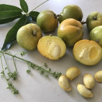 White Sapote - Reinecke Commercial fruit