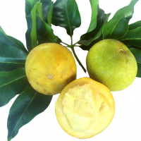 White Sapote fruit By DaleysFruit.com.au [All Rights Reserved]