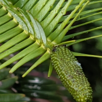 Green and devloping Wollemi cone