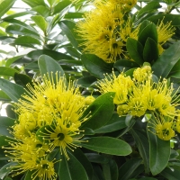 Golden Penda flowers