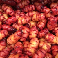 Yam+Oca+oxalis+tuberosa+taken+by+Correy