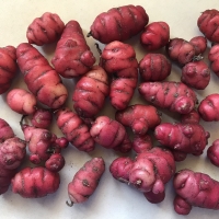 Oca Romeo Tubers By DaleysFruit.com.au [All Rights Reserved]