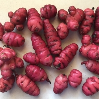 Oca - Solomon tubers By DaleysFruit.com.au [All Rights Reserved]