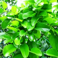 Yananag Vine