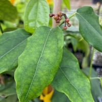 Yanang vine beginning to flower