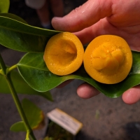 Halved sweet yellow mangosteen against waxy leaves showing seed segments inside soft fruit. 